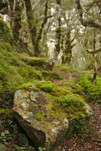 Mossy rock, Parks Peak track