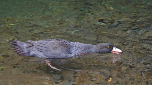 Whio / blue duck, Mangatera River
