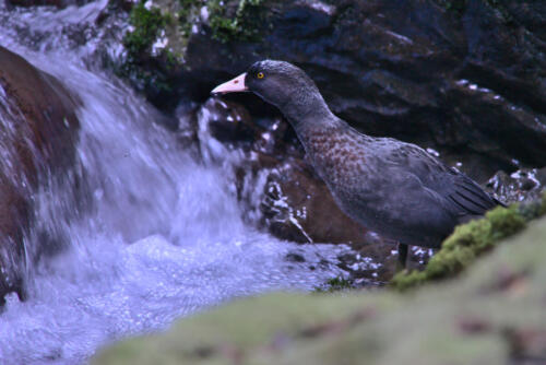 Whio / blue duck, Ikawetea Stream