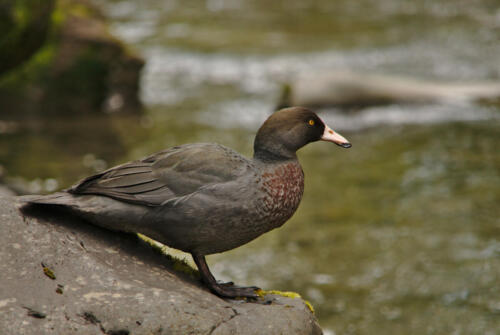 Whio / blue duck, Ikawetea Stream