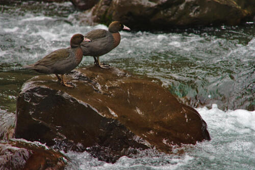 Pair of whio / blue duck, Ōroua River