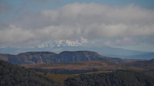 Ruapehu from the Ruahine Range near Piopio